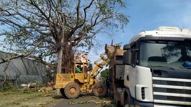 Na manhã desta quarta, equipe da Prefeitura realizou com maquinário o recolhimento dos detritos da árvore