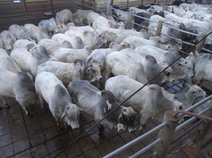 Seis pecuaristas levaram 1.213 animais à unidade da Friboi, nos dias 17 e 18 de novembro