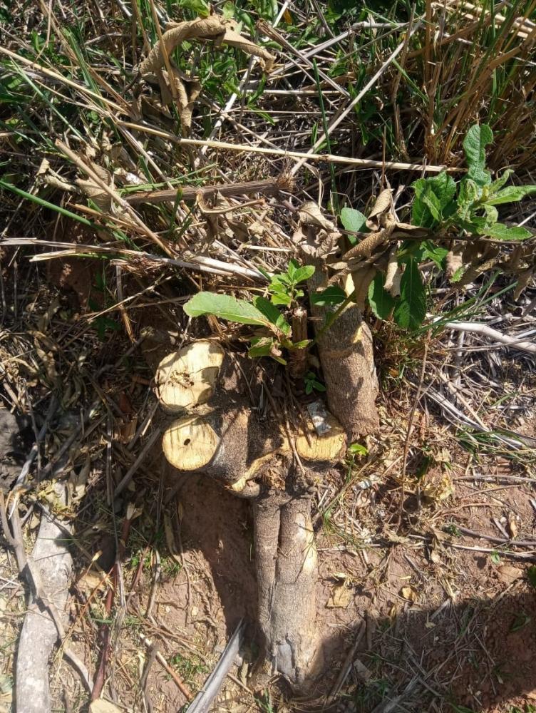 Polícia Ambiental constatou que 15 árvores nativas das espécies Leiteiro e Amendoim-bravo foram desmatadas em uma propriedade rural em Álvares Machado