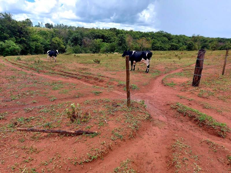 Polícia Ambiental autuou um homem de 53 anos pela pastagem irregular de animais bovinos em uma Área de Reserva Legal do Assentamento Florestan Fernandes, em Presidente Bernardes
