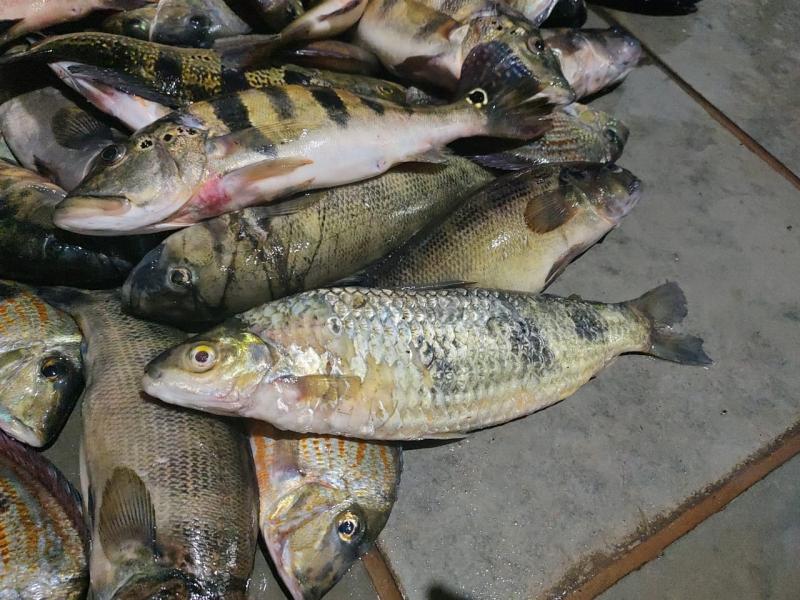  76 kg de peixes de espécies nativas como piau, piranha, tucunaré, tilápia e jacundá estavam acondicionados em dois sacos, todos com marcas de captura com uso de redes, o que é proibido durante a piracema 