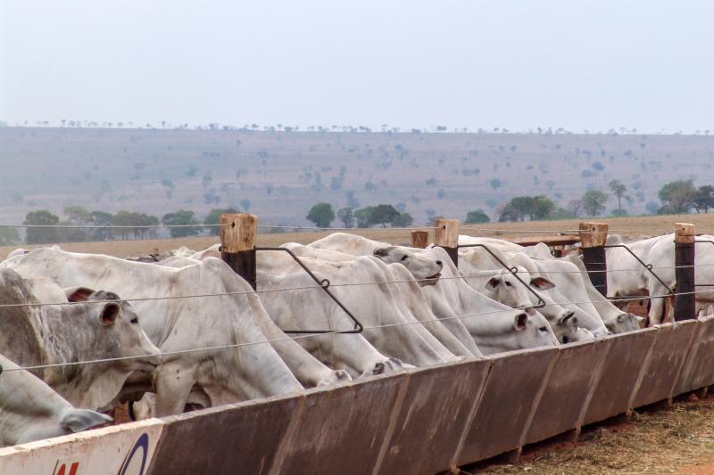 A acidose diminui a ingestão de matéria seca, a digestibilidade dos nutrientes, o ganho de peso e, consequentemente, a eficiência alimentar