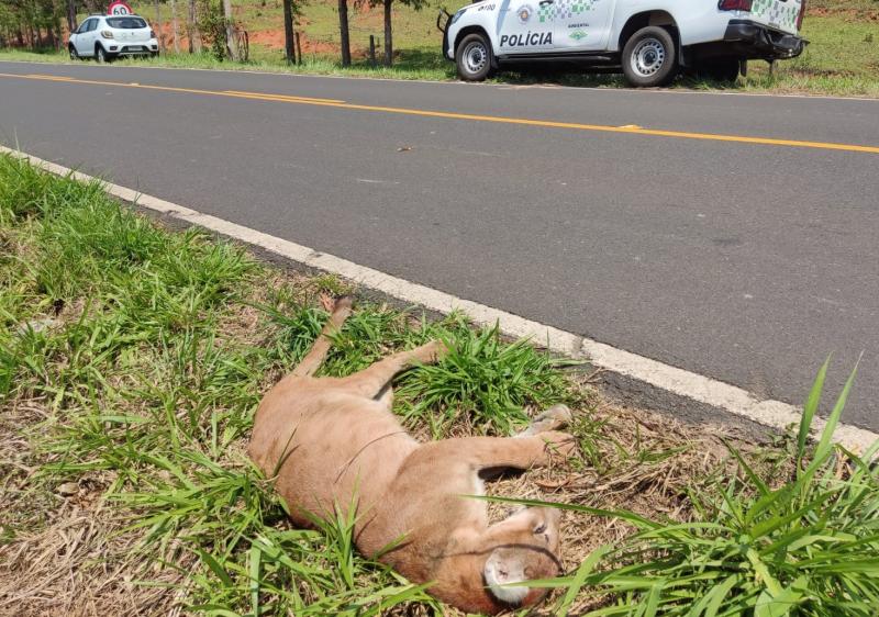 Polícia Ambiental efetuou nesta terça-feira o recolhimento do corpo de uma onça parda fêmea