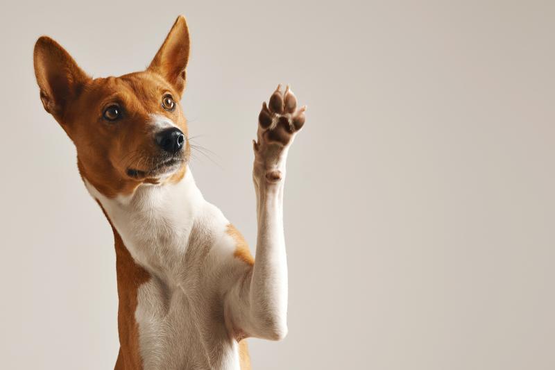 O amor de Denise pelos animais está totalmente exposto nesta imagem