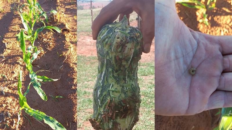 Estiagem e infestação de pragas e lagartas trazem dificuldades ao produtor rural