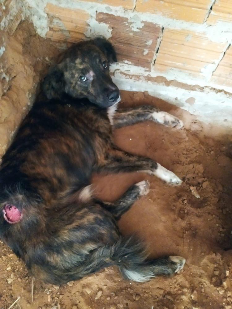 Animal foi apreendido e levado até uma clínica para receber os cuidados necessários
