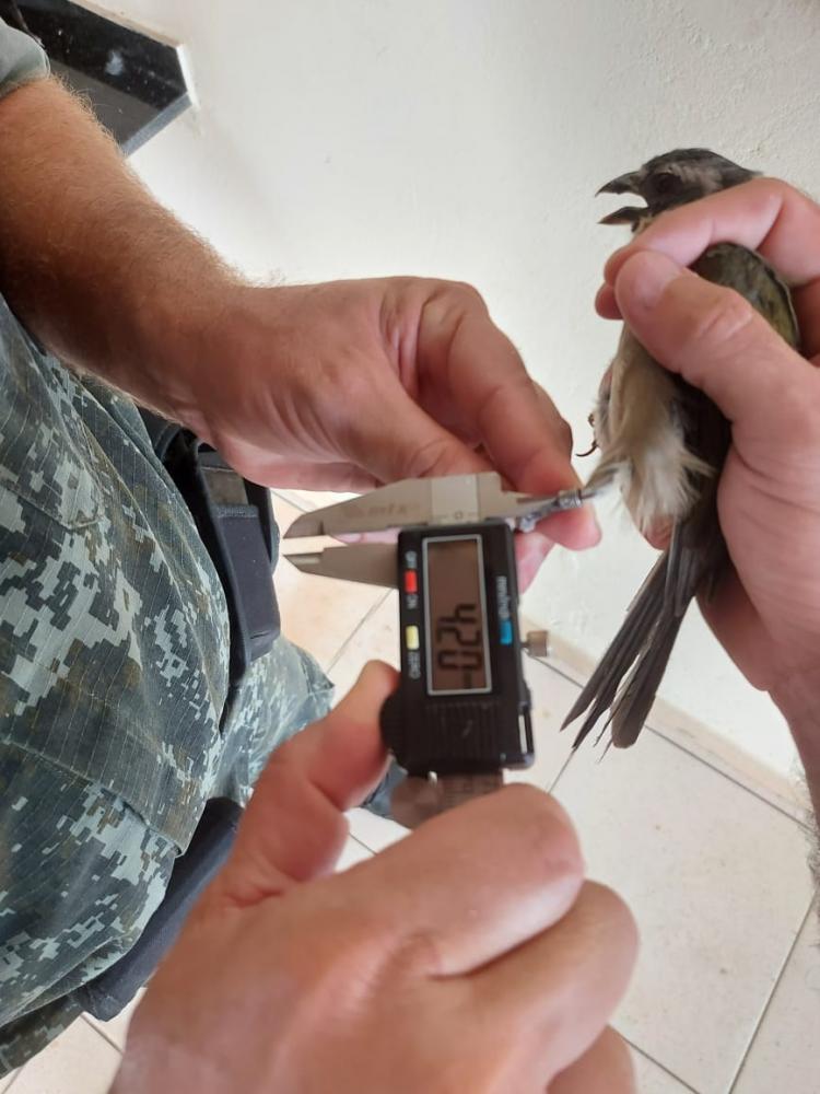 Polícia Ambiental constatou irregularidades nas anilhas de quatro aves da espécie Trinca-Ferro e ainda a existência de duas Graúnas anilhadas com anéis de Iraúna Grande