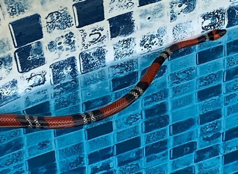Falsa cobra-coral foi encontrada na tarde desta quarta na piscina de uma residência no Alto da Boa Vista