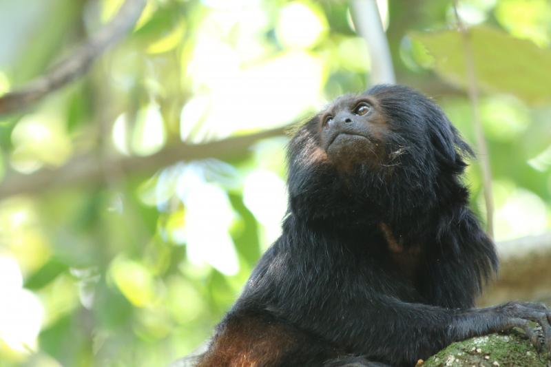 História do IPÊ está intimamente ligada à história de conservação do mico-leão-preto, que só existe no oeste paulista
