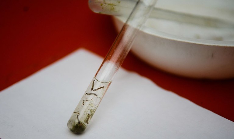 Levantamento revela índice de infestação pelo mosquito Aedes aegypti em Prudente