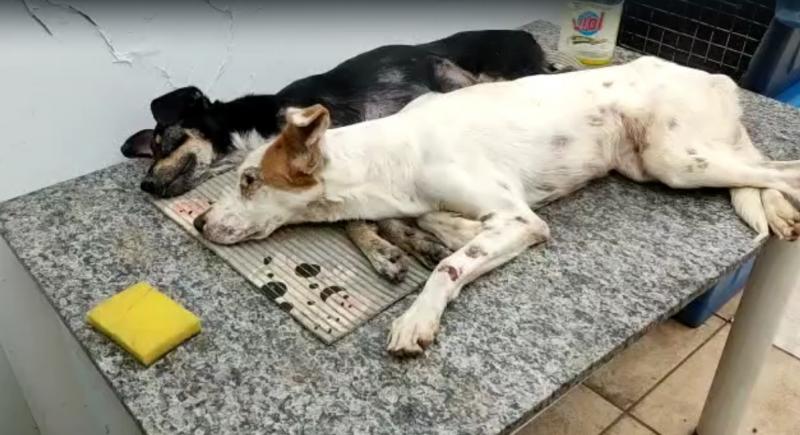 Policias constataram que dois cães agonizavam devido ao estado crítico de cinomose canina - doença infectocontagiosa aguda que pode levar a morte do animal caso não seja tratada