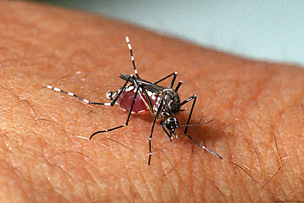 Epidemia de dengue fez Prefeitura de Teodoro decretar estado de emergência em saúde pública