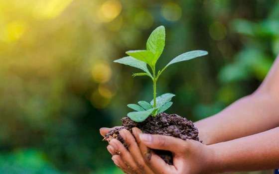 Em 2021, cerca de 5 mil mudas foram plantadas por meio do “Prudente Mais Verde”