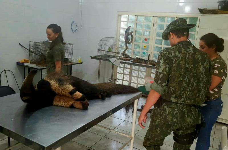 Equipe providenciou, através de técnicas de contenção, a remoção do tamanduá até o Hospital Veterinário da Cidade da Criança, em Prudente