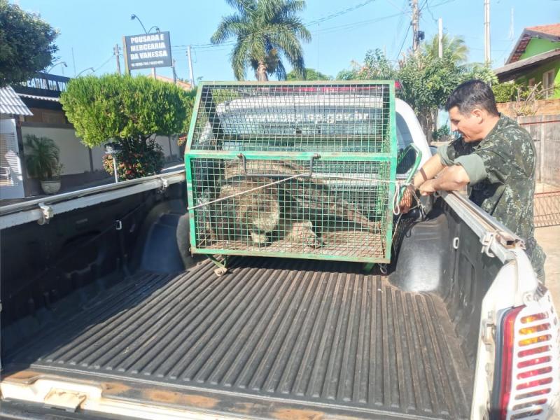 Equipe da Polícia Militar Ambiental foi acionada para fazer resgate do mamífero ameaçado de extinção