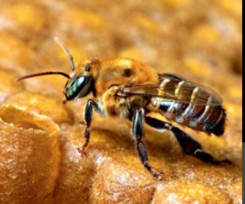 Evento vai destacar importância das abelhas nativas para a polinização das plantas e segurança alimentar da população