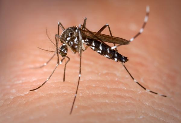 É preciso cuidado redobrado com o mosquito Aedes aegypti; ele pode estar em qualquer lugar
