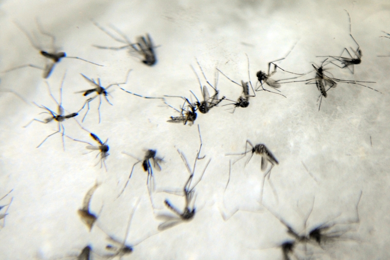 Prefeitura orienta que moradores estejam atentos aos cuidados com os quintais para combater mosquito