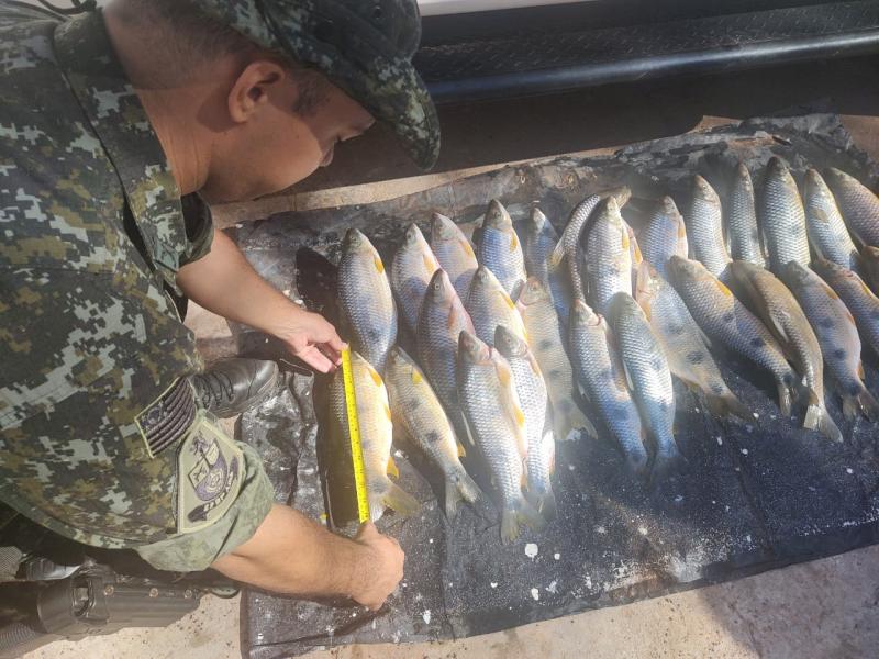 Equipe da Polícia Ambiental constatou existência de 30 peixes da espécie piapara, de 34 a 37 cm de comprimento, fora da medida regulamentar que é de 40 cm