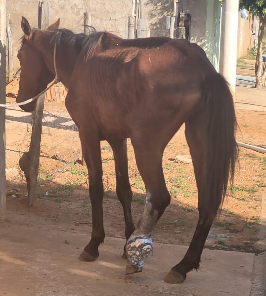 Cavalo foi apreendido e por não ter um local apropriado foi depositado com o infrator