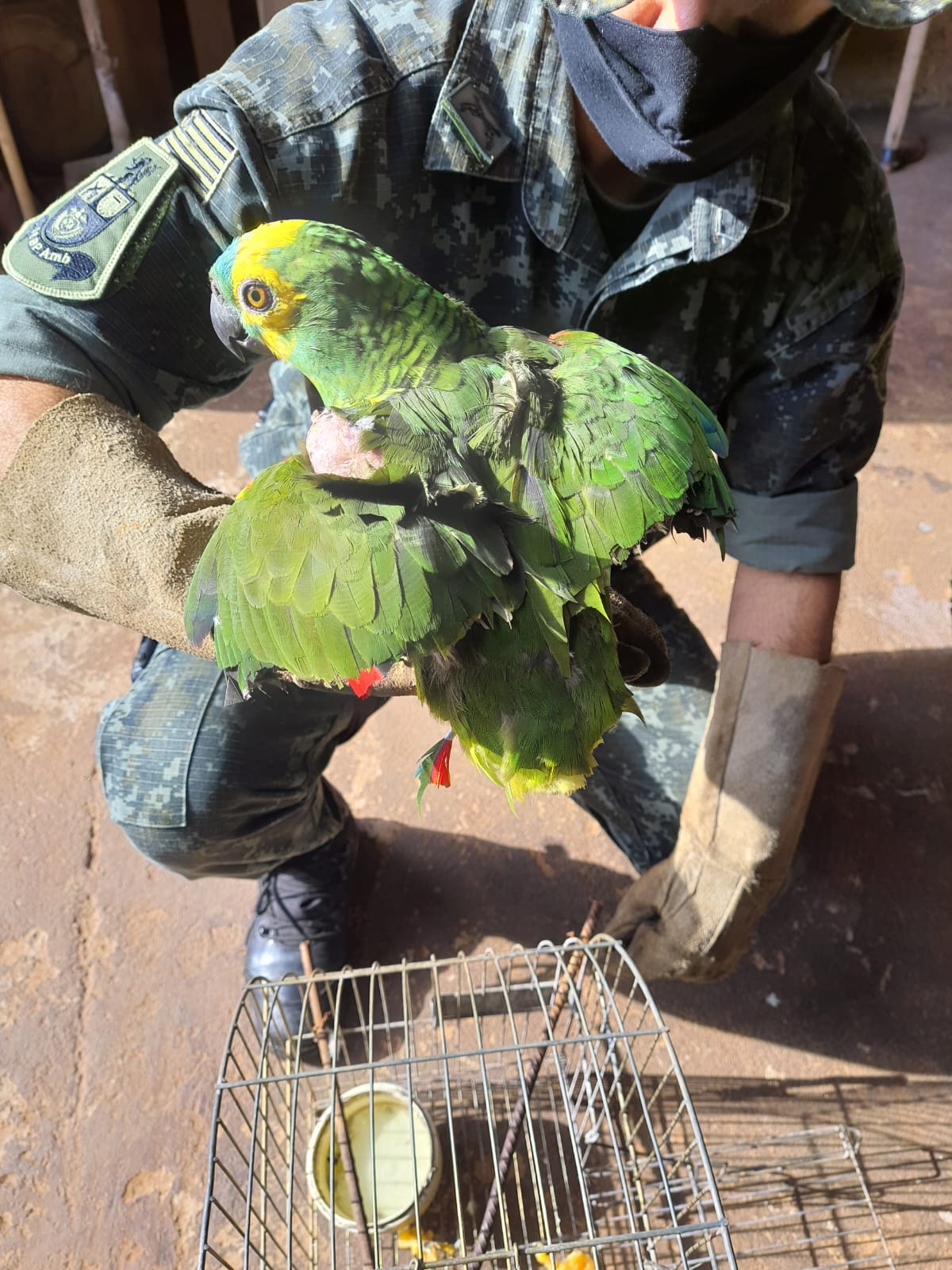 Policiais constataram poda excessiva das asas do papagaio