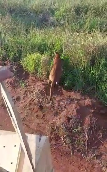 Depois de passar por avaliação de um médico veterinário, felino foi solto em trecho do Parque Estadual do Rio do Peixe
