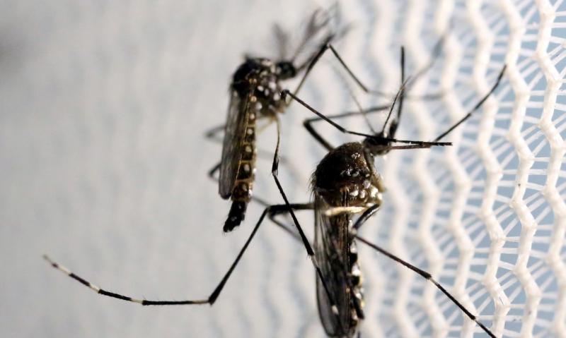 Outros 3.620 casos suspeitos de dengue estão em investigação em Prudente