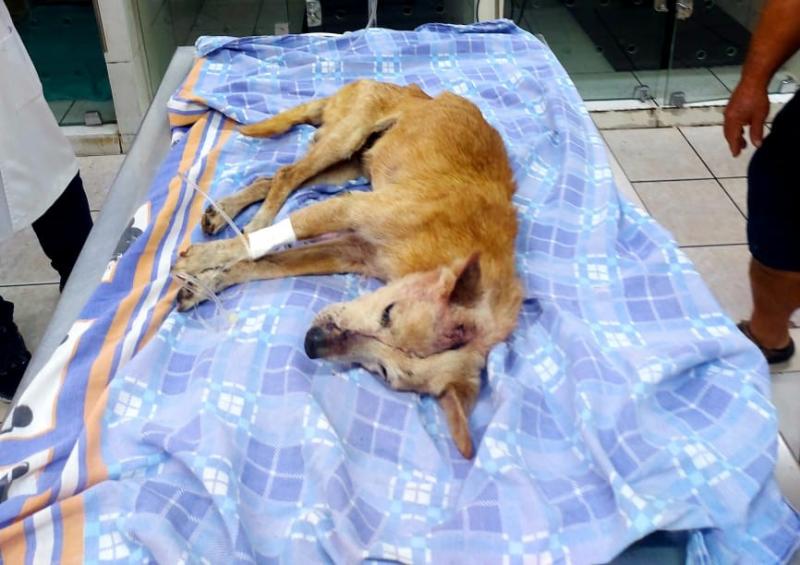 Cachorro foi socorrido e permanece internado em uma clínica veterinária 