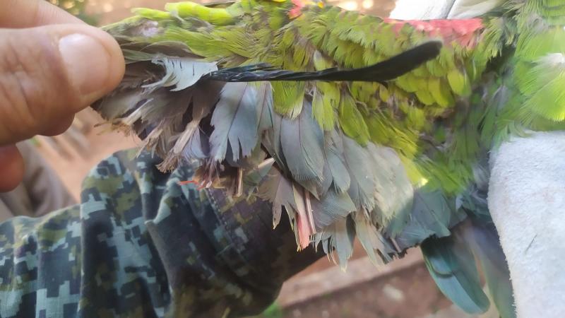 Policiais confirmaram a manutenção doméstica de dois papagaios-verdadeiros que tiveram as asas aparadas para que não voassem