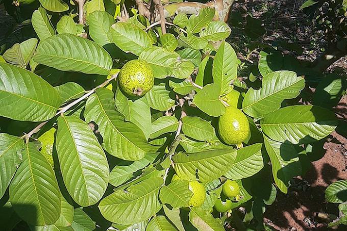 Manchas nos frutos motiva a busca de ajuda de especialistas