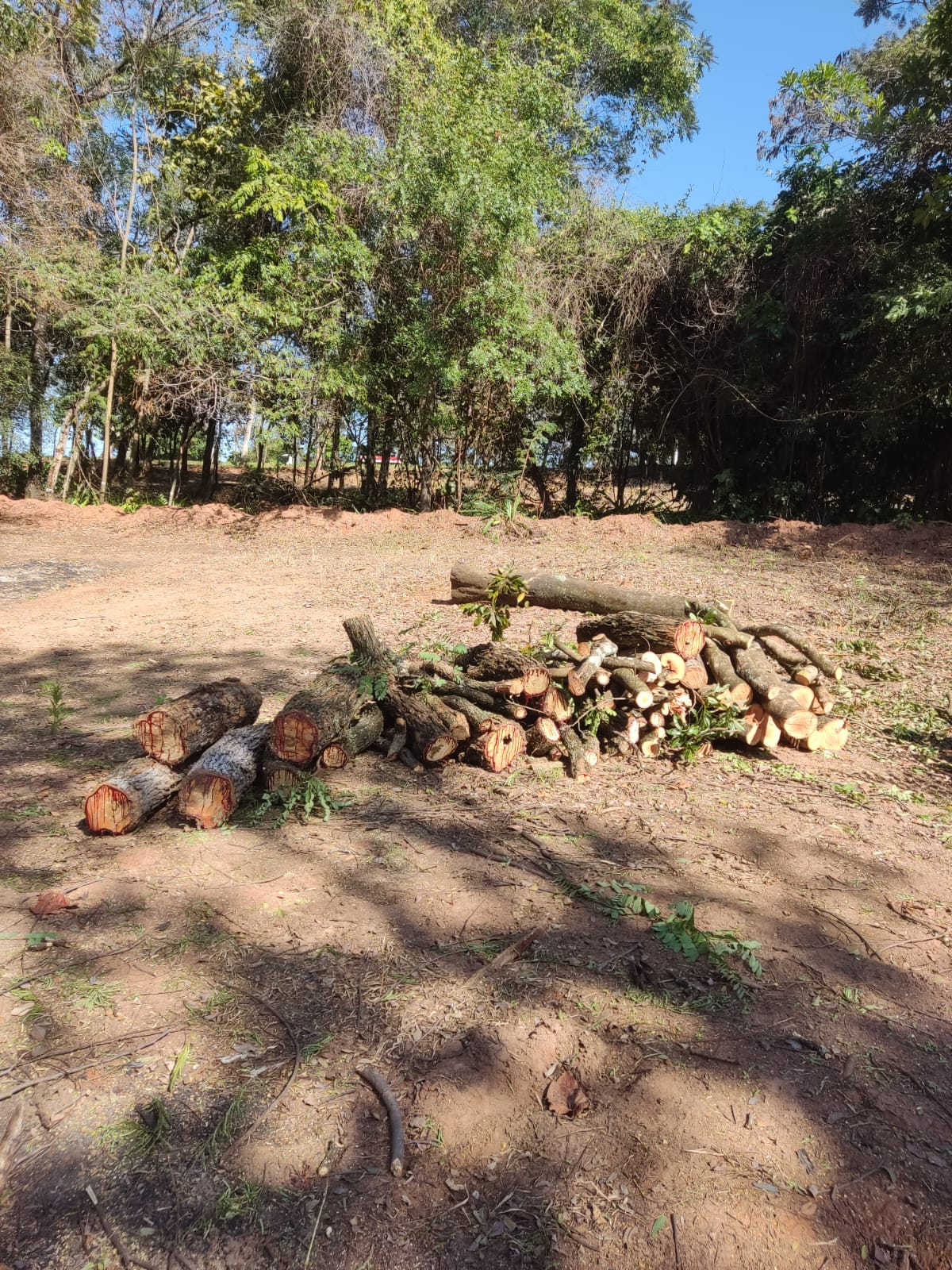 Idosa recebeu multa no valor de R$ 27 mil após corte de árvores nativas em Álvares Machado