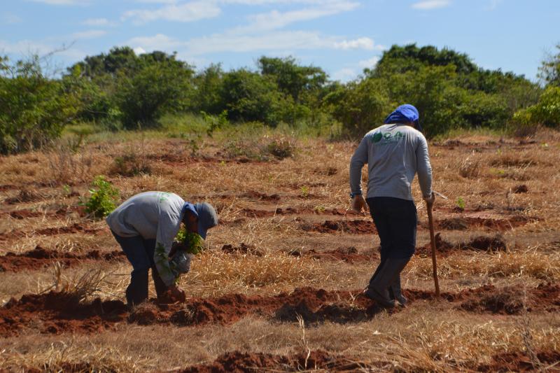 Aumento da área restaurada na região também contribui com a conservação dos serviços ecossistêmicos