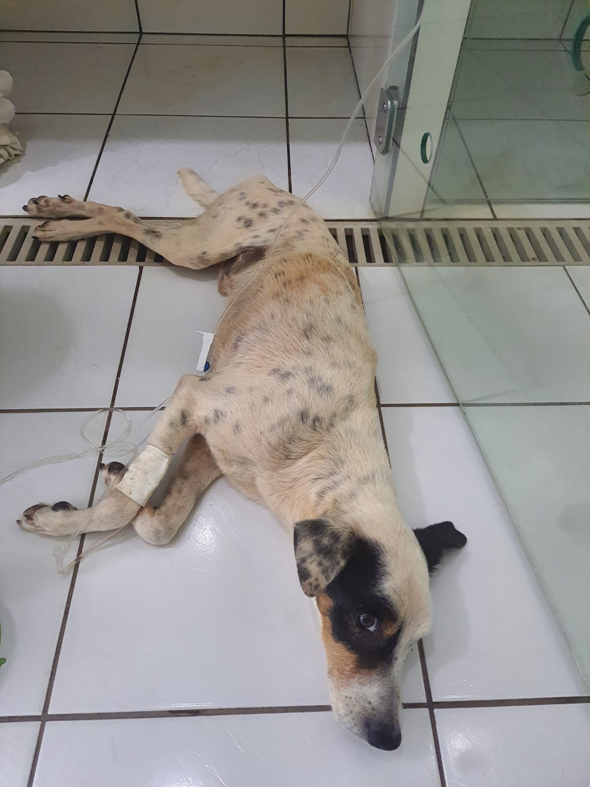 Após maus-tratos, cão foi resgatado por uma ONG e recebeu tratamento adequado