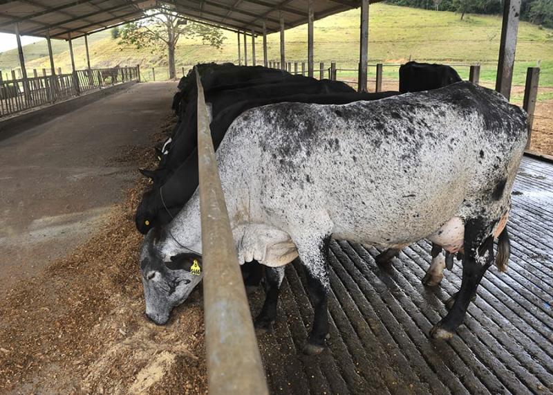 Produtor não está conseguindo cobrir os custos e diminuiu a oferta, reduzindo alimentação das vacas