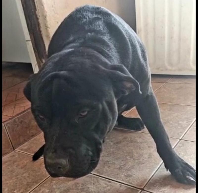 Imagem de um cãozinho no início da doença, com paresia nas patas posteriores