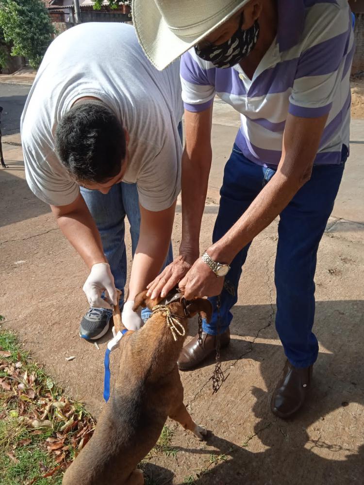 Em Mirante do Paranapanema e nos dois distritos são cerca de 5 mil cães