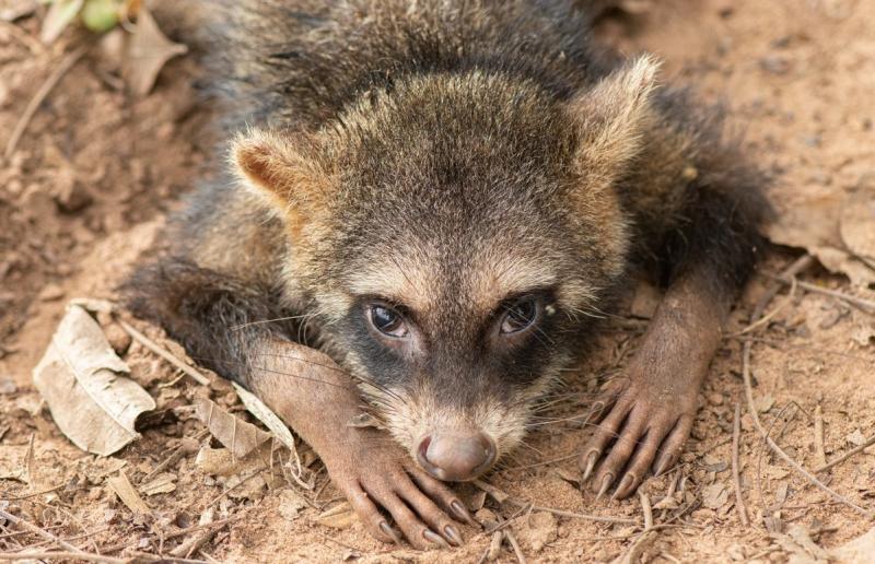 Mão-pelada foi fotografado nas proximidades do Parque Estadual Morro do Diabo