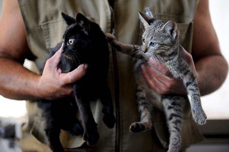 Abrigo requer construção de gatil para começar a atender felinos