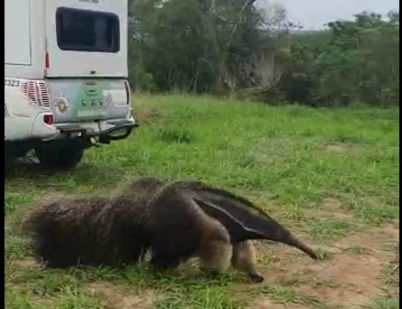 Tamanduá-bandeira foi solto em seu habitat natural, no Parque Estadual do Rio do Peixe, em Venceslau