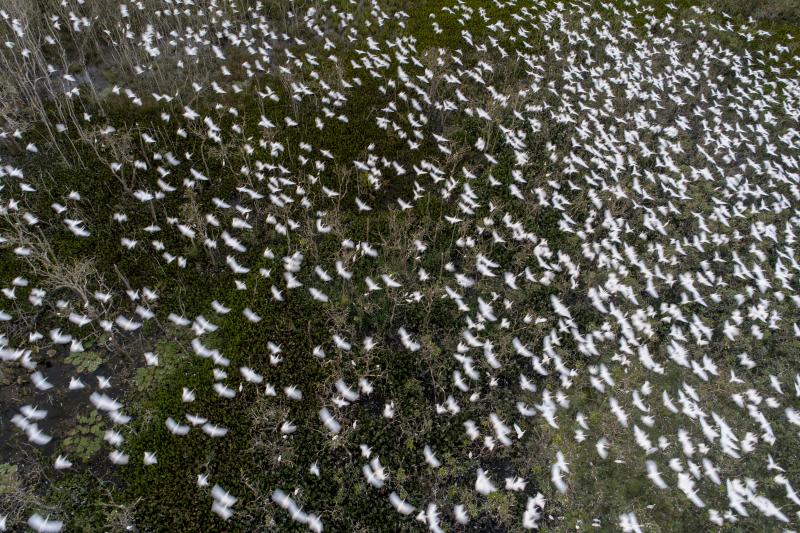 Após passarem o dia em pastos, garças-vaqueiras retornam ao dormitório nos finais de tarde