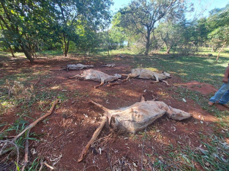 Policiais ambientais averiguaram denúncia anônima e encontraram cenário de morticínio de animais no local