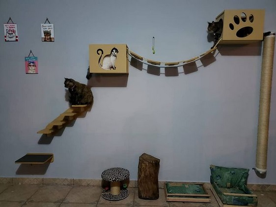 Felinos recebem acolhimento profissional e humano quando tutor precisa se ausentar da cidade