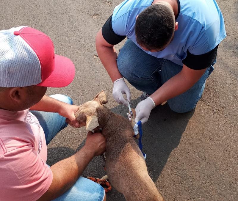 Ação de vacinação contra a raiva e testagem de leishmaniose realizada em Mirante