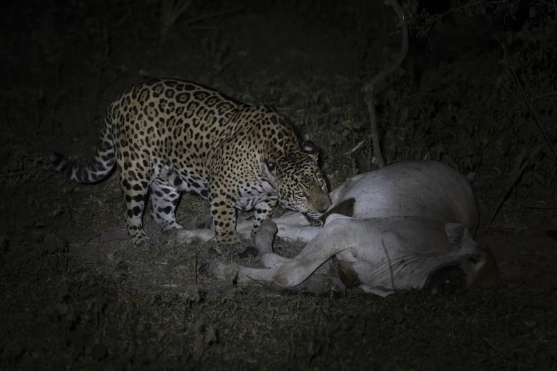 Registro do banquete da onça-pintada foi feito nesta quarta-feira, no Pantanal