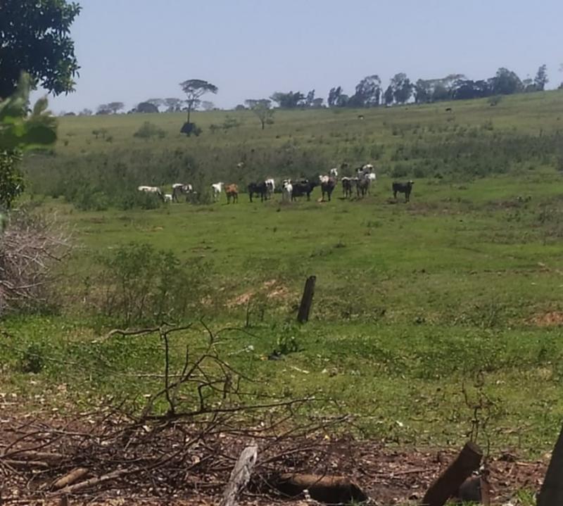 Polícia Ambiental constatou que havia 21 vacas leiteiras e um cavalo em área de reserva legal no Assentamento Santo Antônio