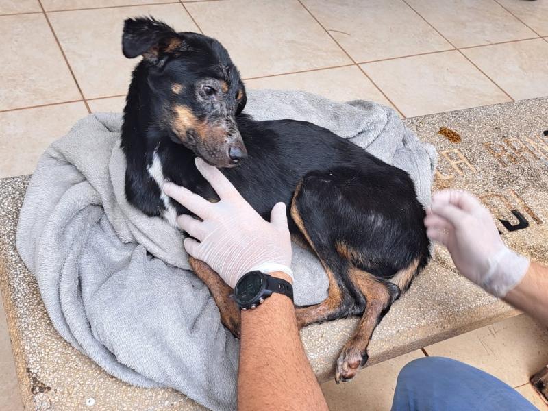 Veterinário da Vigilância Sanitária de Rancharia constatou que cão está com leishmaniose e, aparentemente, doença do carrapato  