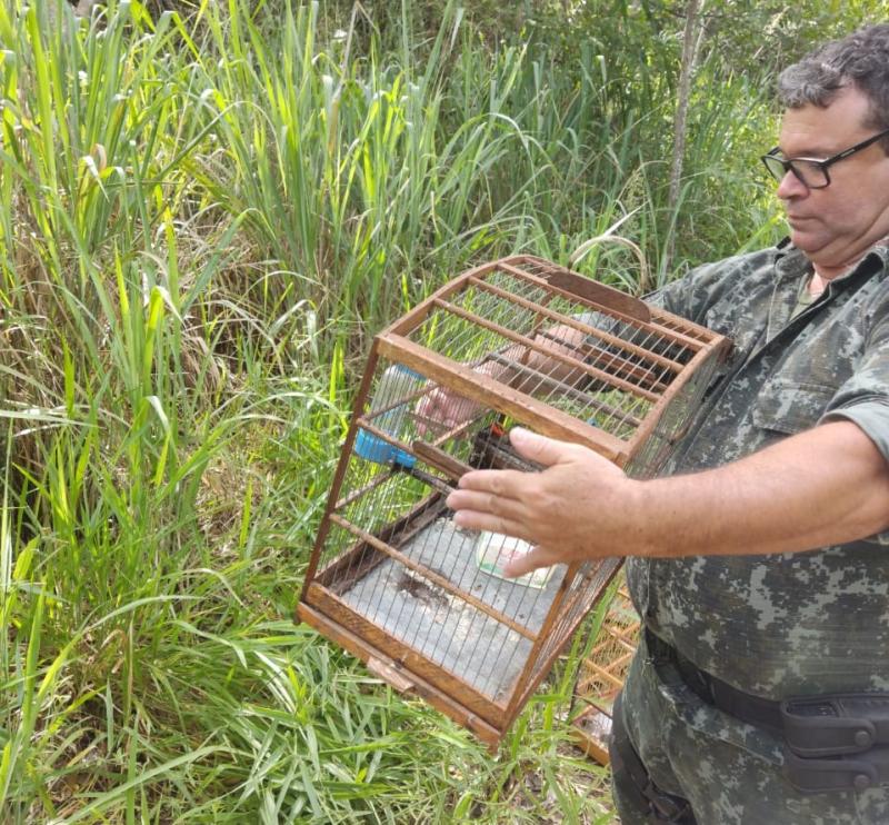 Aves silvestres foram apreendidas e por apresentarem sinais claros de terem sido capturadas recentemente foram soltas em seu habitat natural
