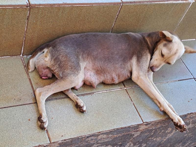 Caso de maus-tratos contra cadela foi registrado nesta segunda-feira em Iepê