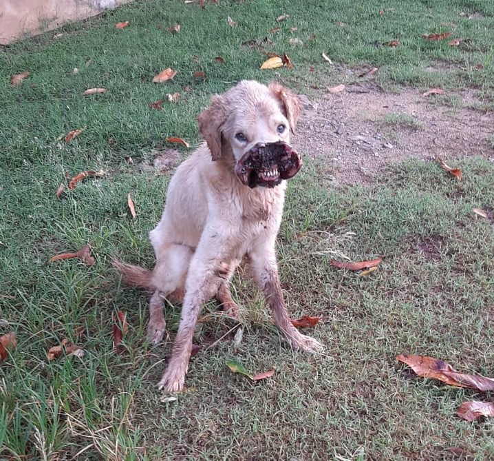 Polícia Ambiental indica que cachorro será encaminhado para adoção assim que se recuperar da enfermidade