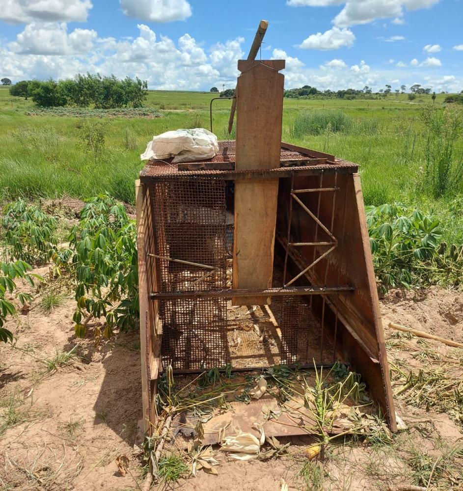 Armadilha para capturar javalis foi apreendida e destruída